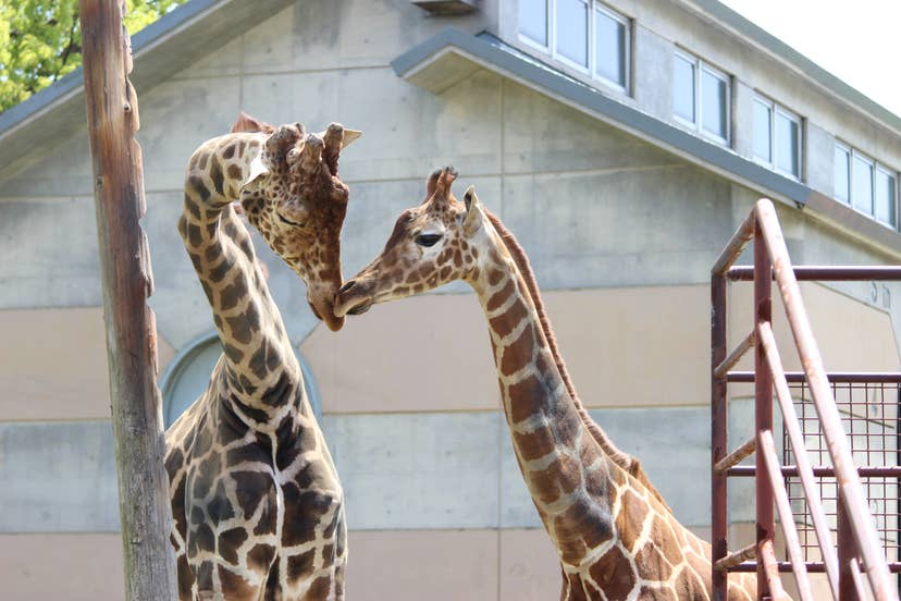 Omuta-shi Zoo