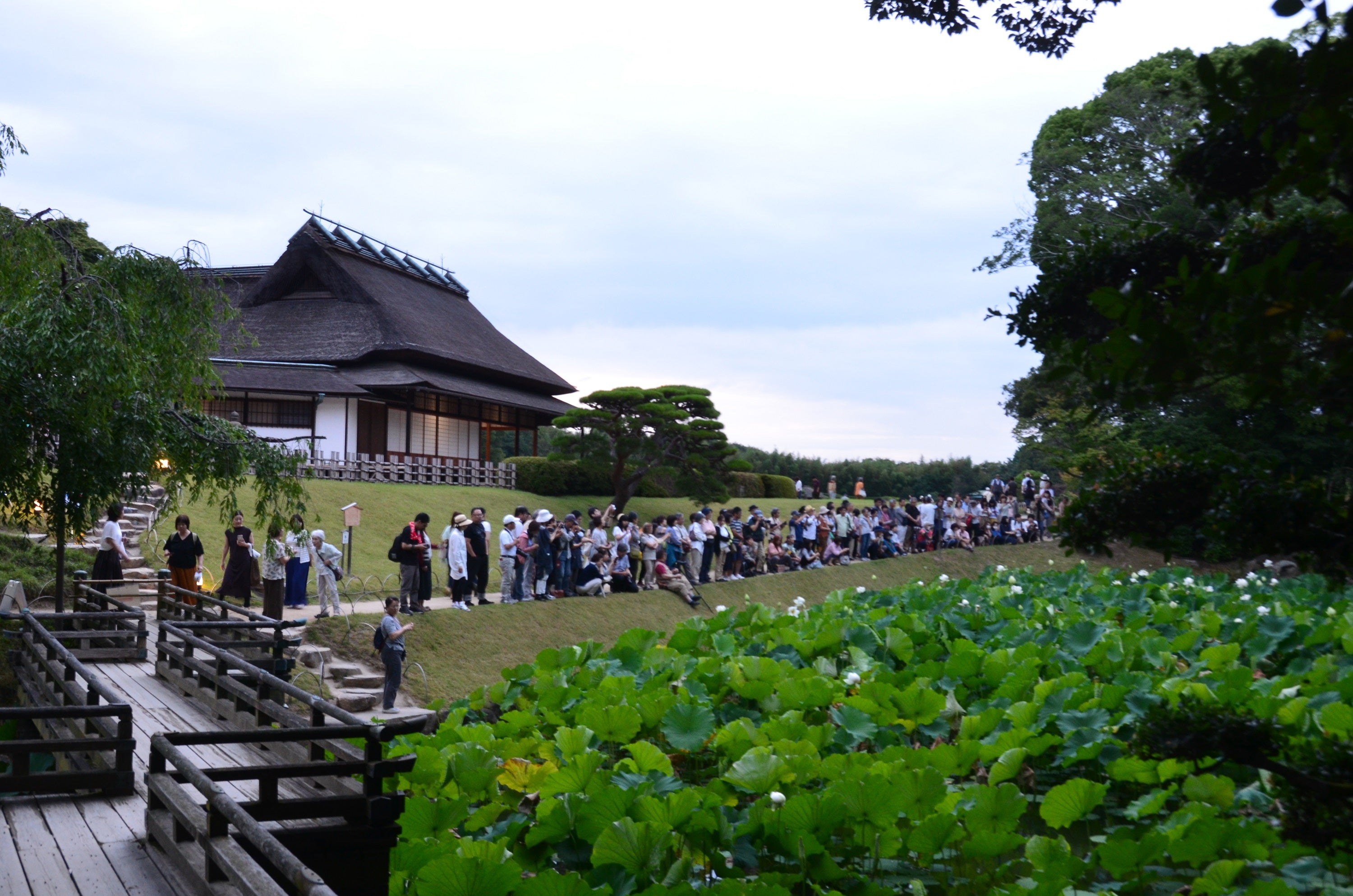 Kōraku-en’s Lotus Viewing Festival in Okayama
