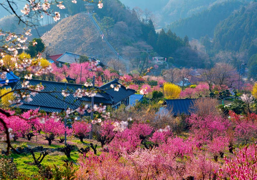 Hanamomo no Sato