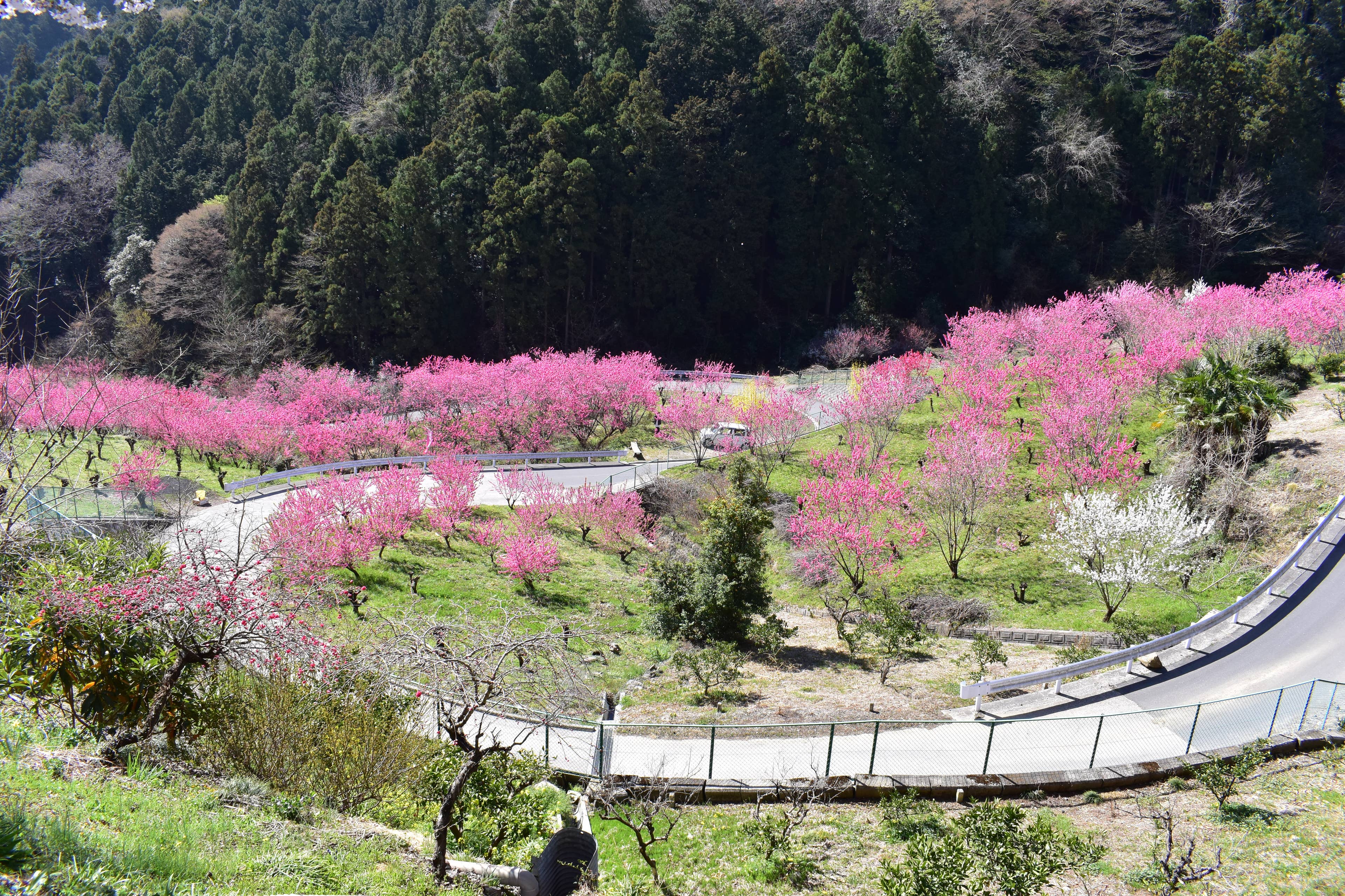 Hanamomo no Sato
