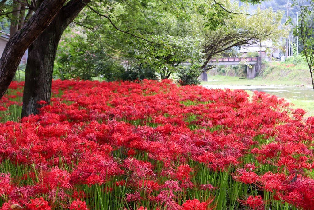 Cluster amaryllis