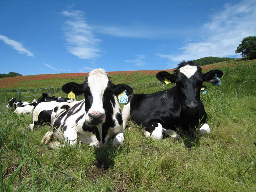 Ranch