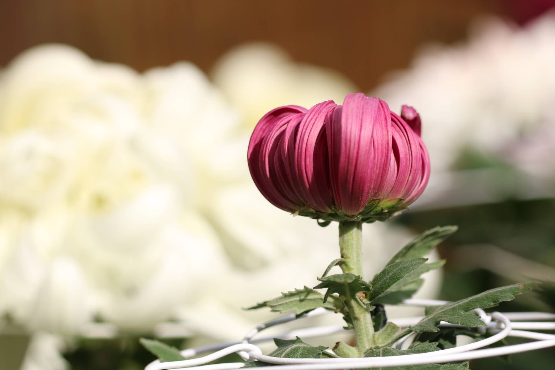 和傘彩る菊花展