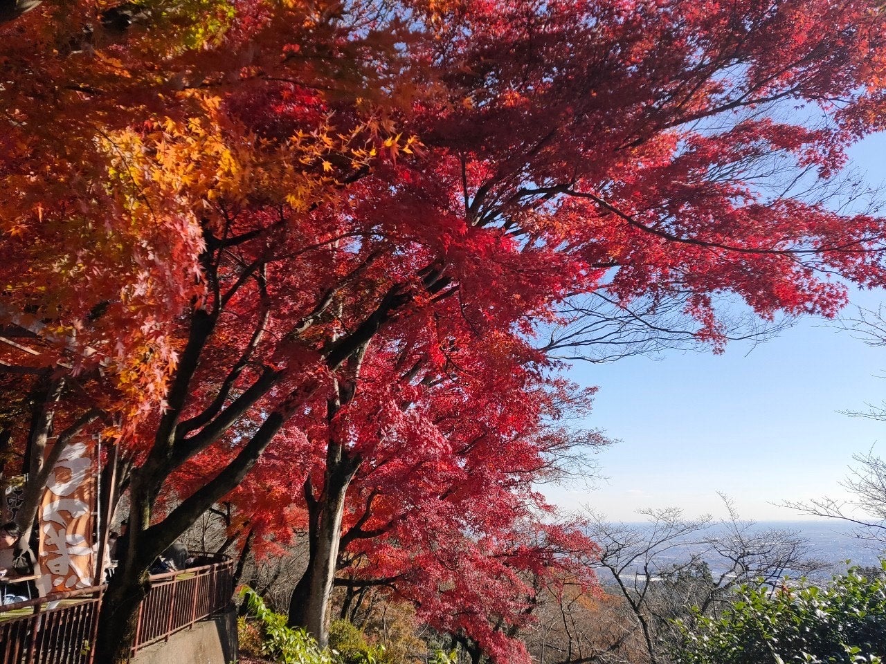 太平山県立自然公園の桜 / 栃木県 -【JAPAN 47 GO】