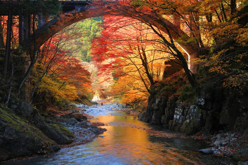 Autumn leaves in the Oashi Valley
