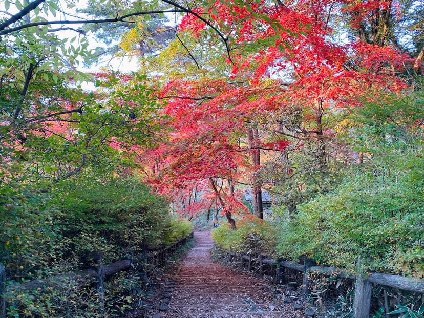 天覧山の紅葉