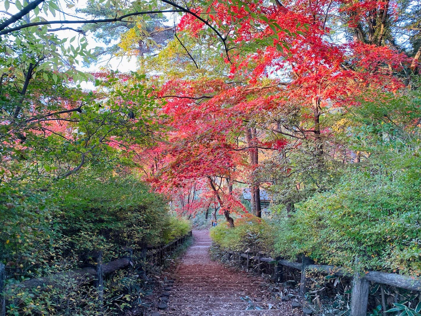 Autumn leaves of Mt. Tenran