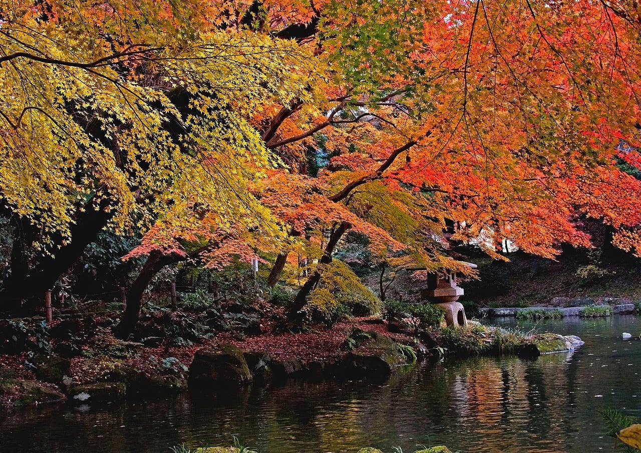 Autumn leaves at Naritasan Park