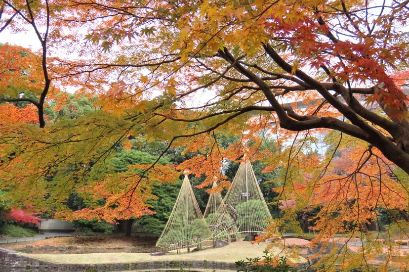 Autumn leaves in Koishikawa Korakuen Garden