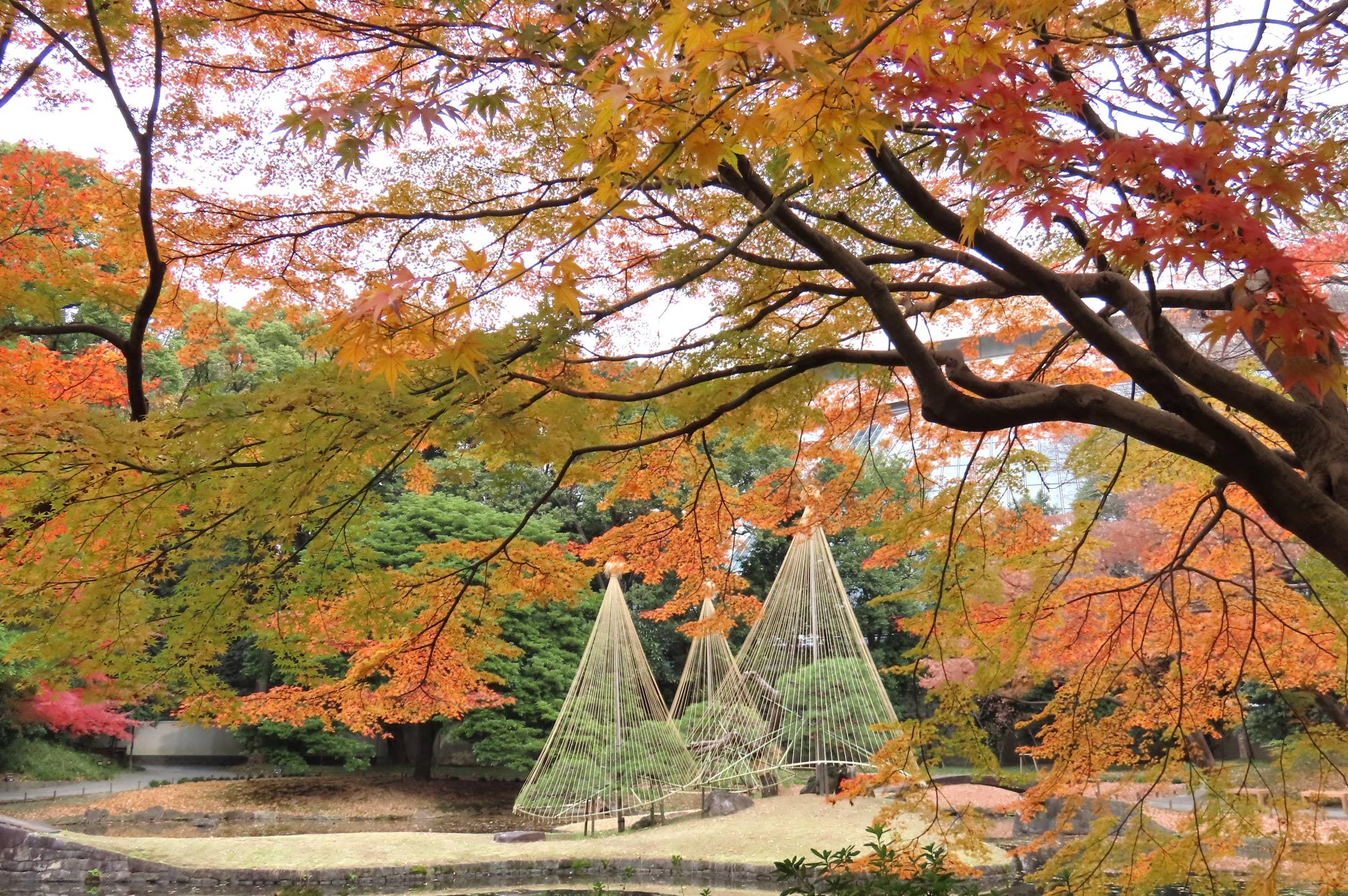 Autumn leaves in Koishikawa Korakuen Garden