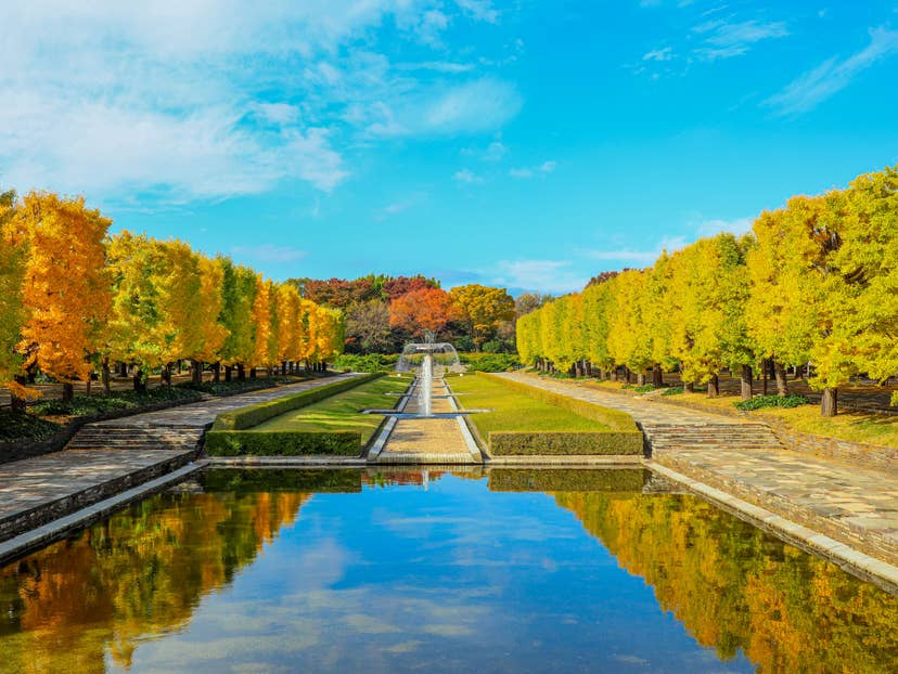 国営昭和記念公園の紅葉