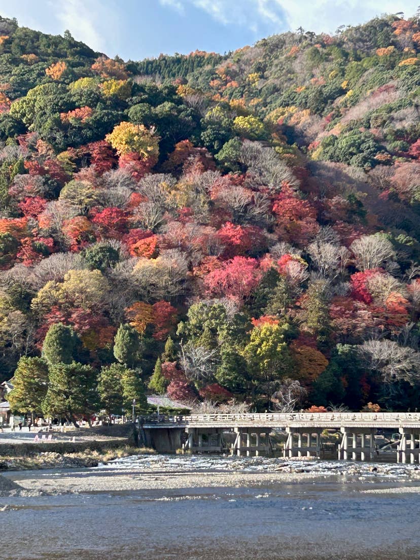 Autumn leaves of Arashiyama