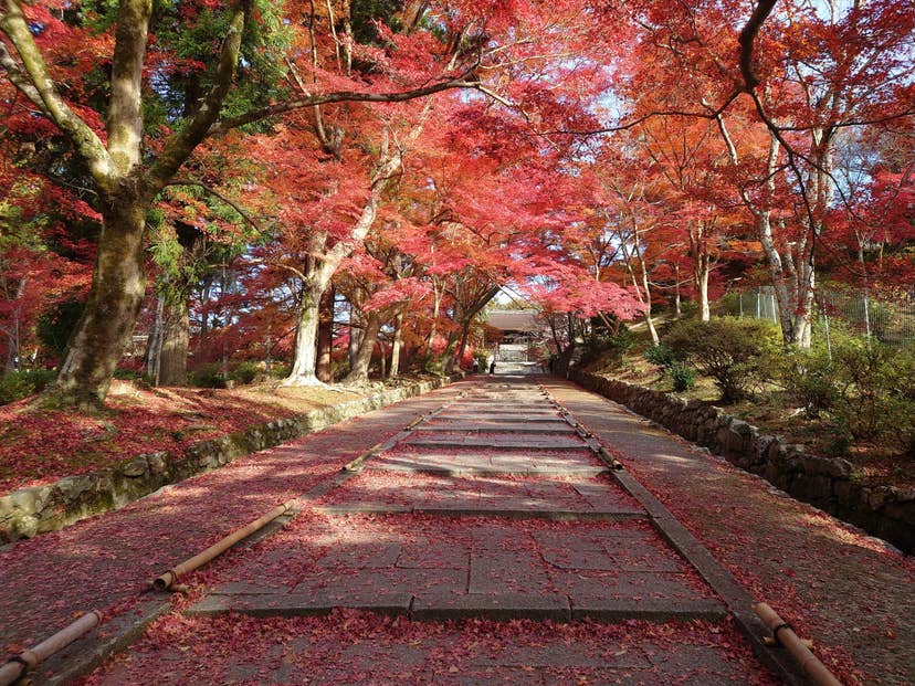 Autumn leaves in Kyoto Yamashina and Bishamondo