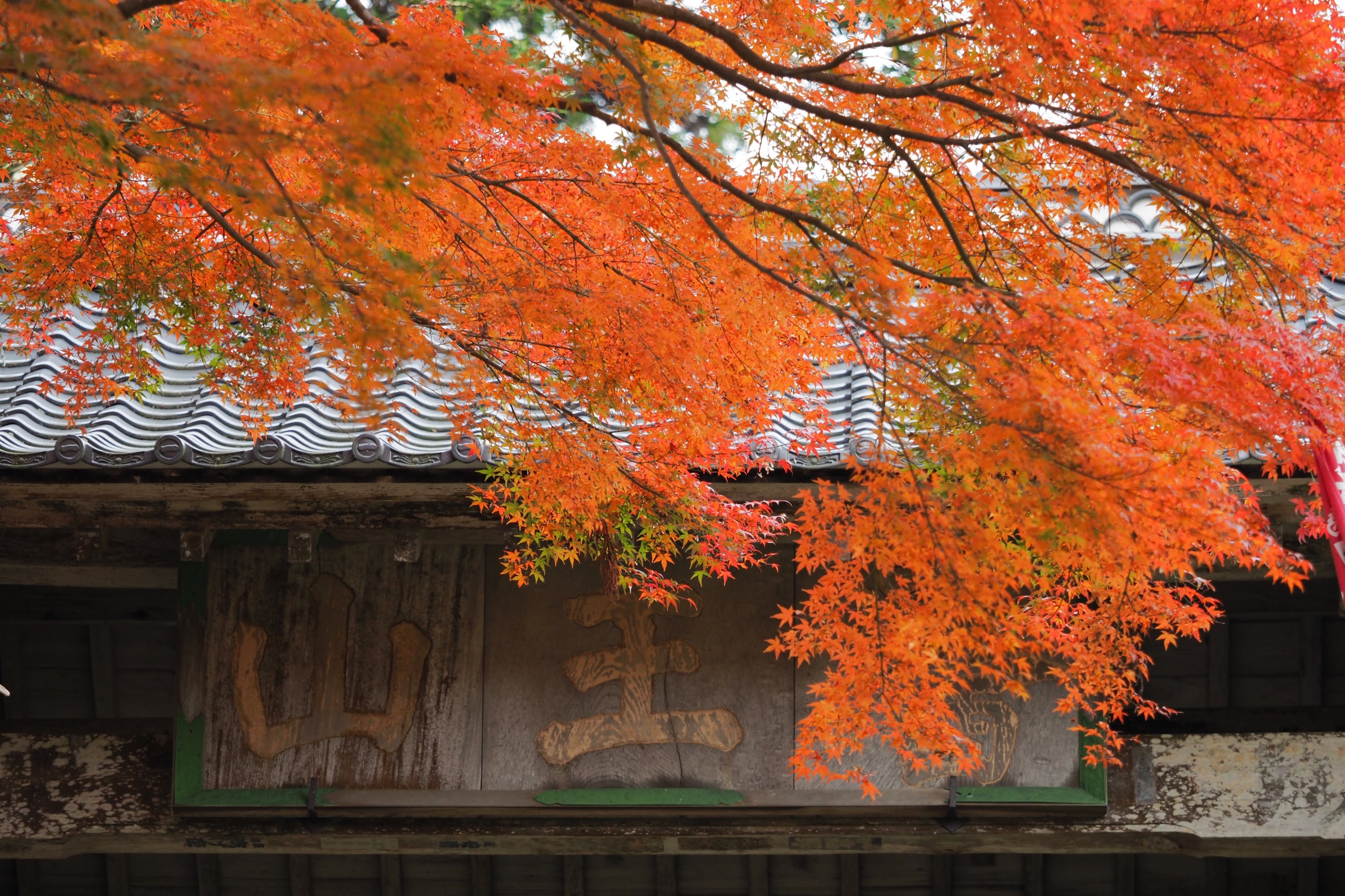 一畑薬師の紅葉 / 島根県 -【JAPAN 47 GO】