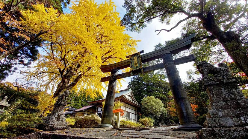 Autumn leaves of Hikosan