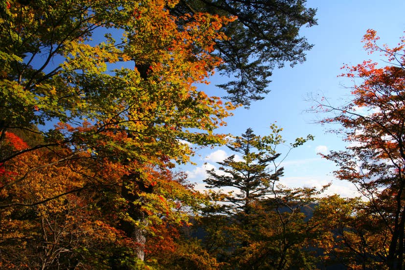 御岳山の紅葉