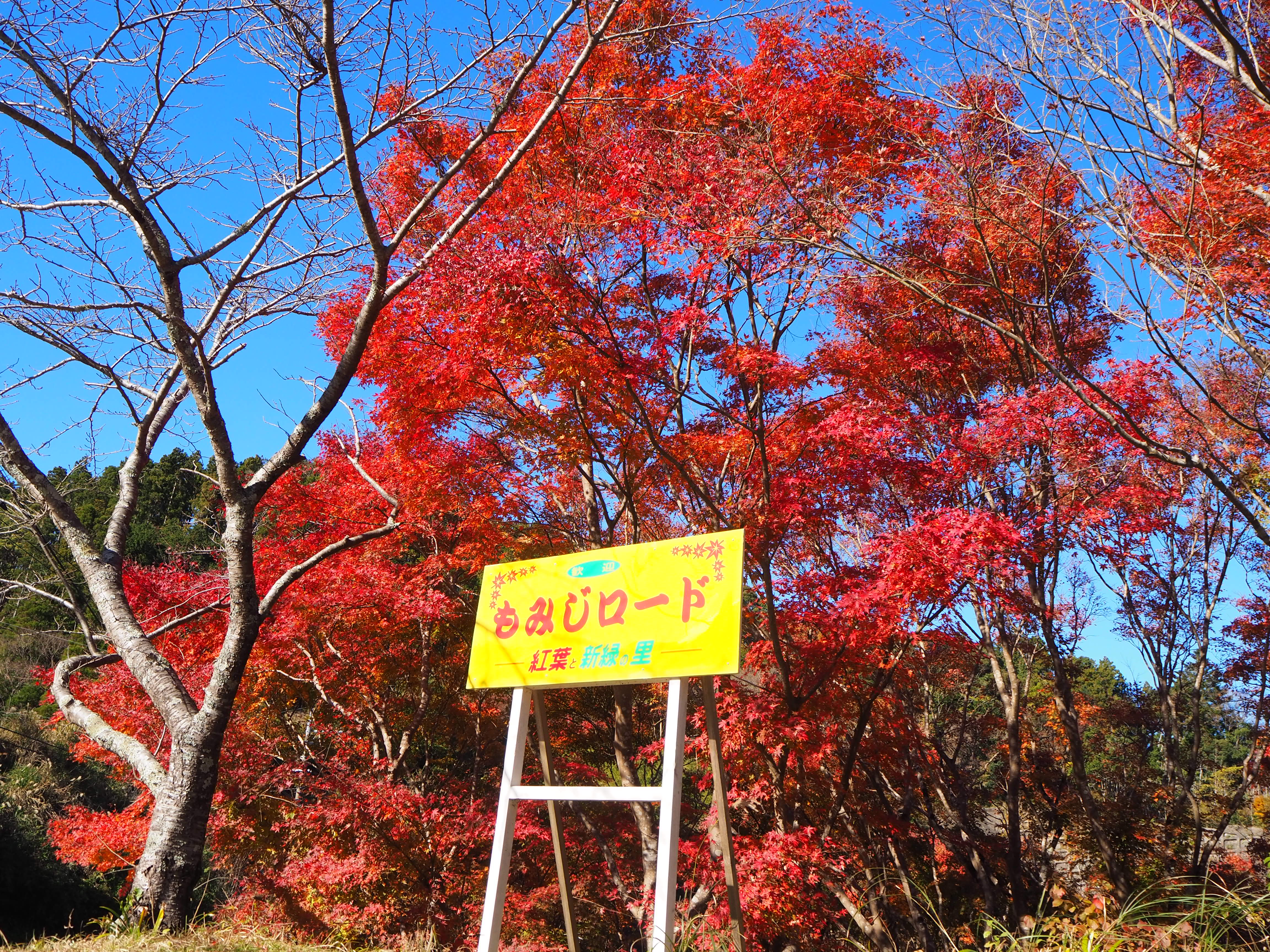 もみじロード / 千葉県 -【JAPAN 47 GO】