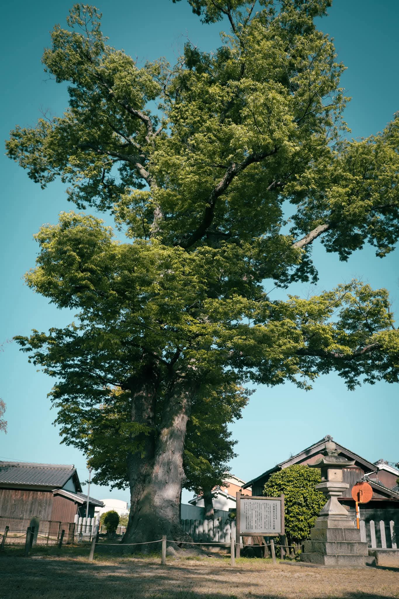 八坂神社 ケヤキの巨樹｜YasakaｰJinja Shine Giant Zelkova tree【町