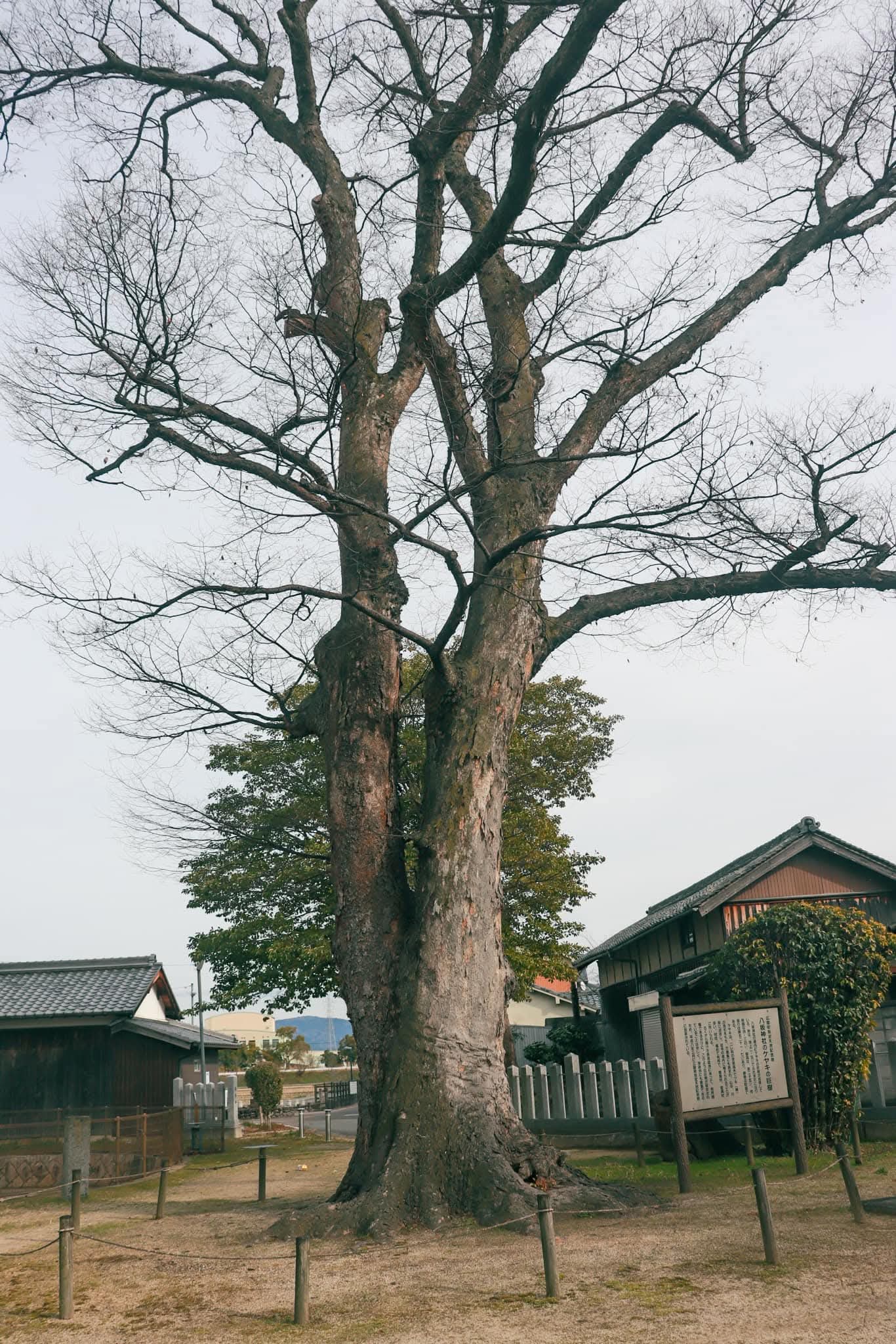 八坂神社 ケヤキの巨樹｜YasakaｰJinja Shine Giant Zelkova tree【町