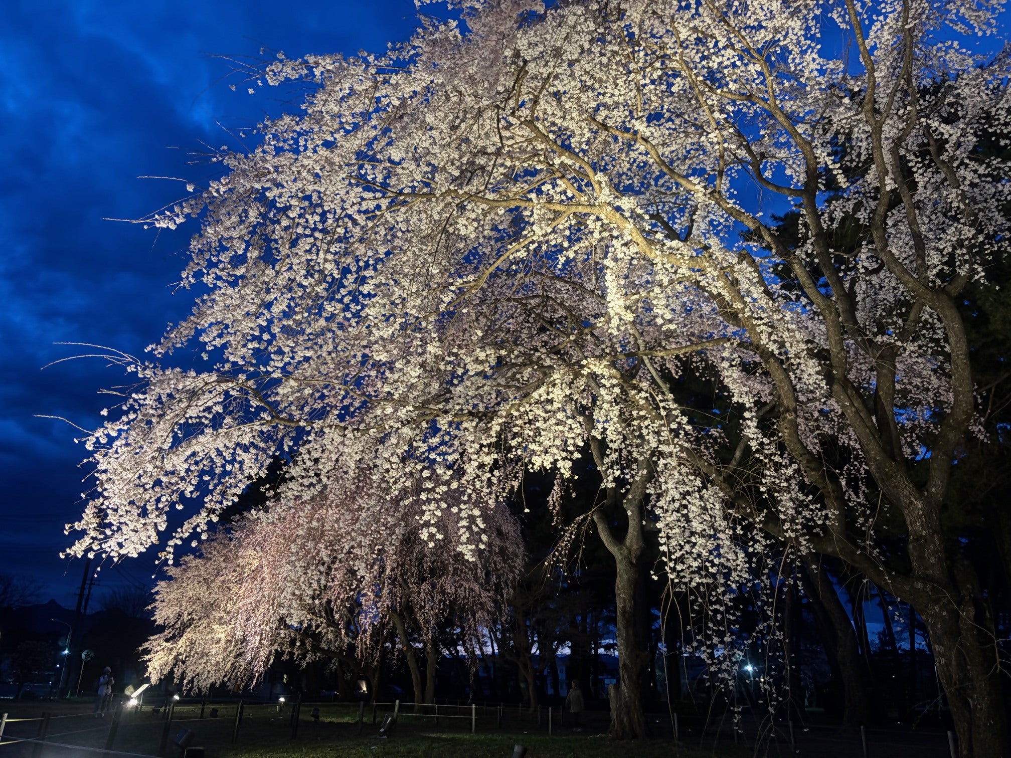 敷島公園の桜 / 群馬県 -【JAPAN 47 GO】