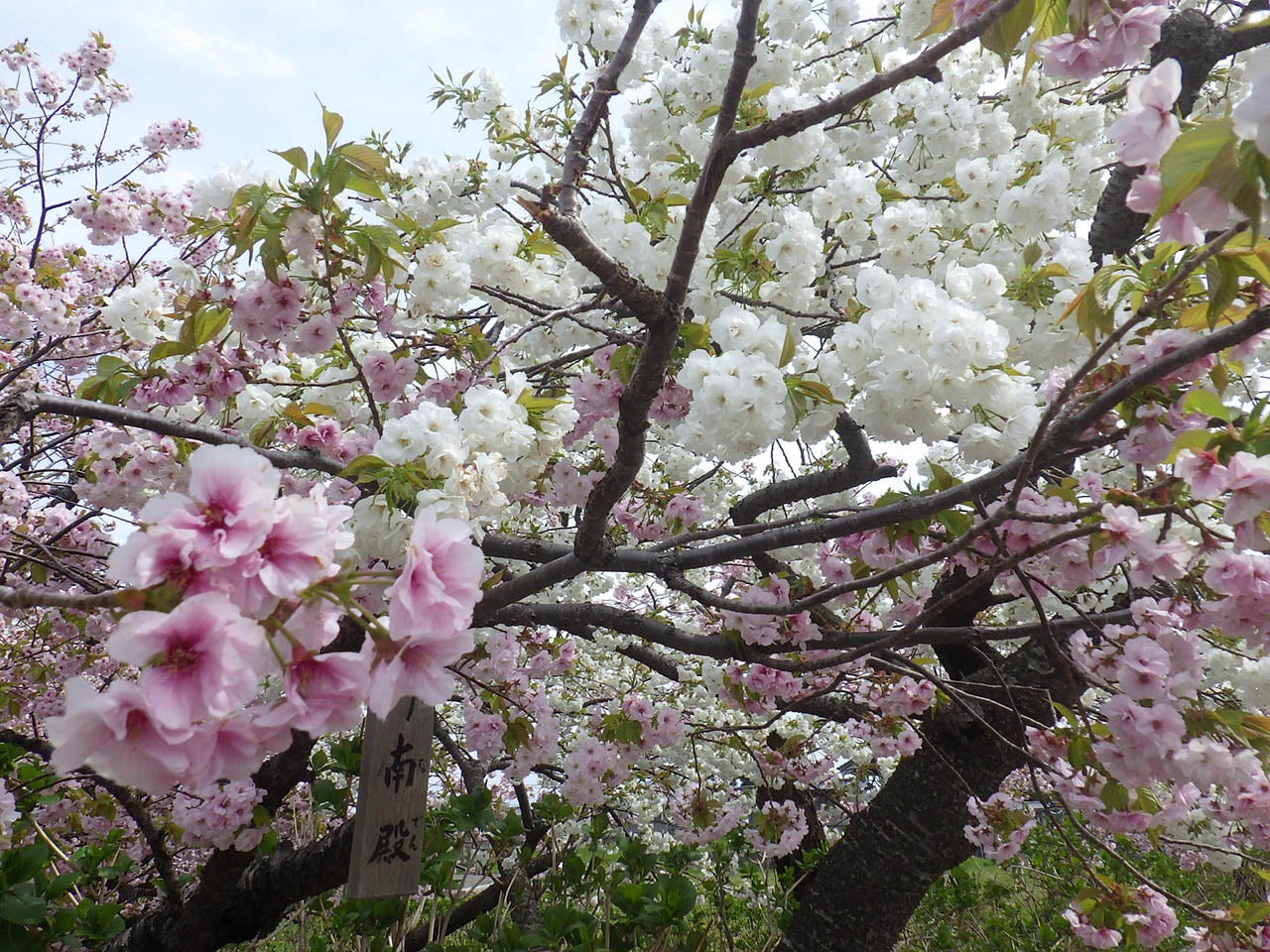 備前焼 松園 花入 共箱 口径約2.2cm胴径約7.0cm高