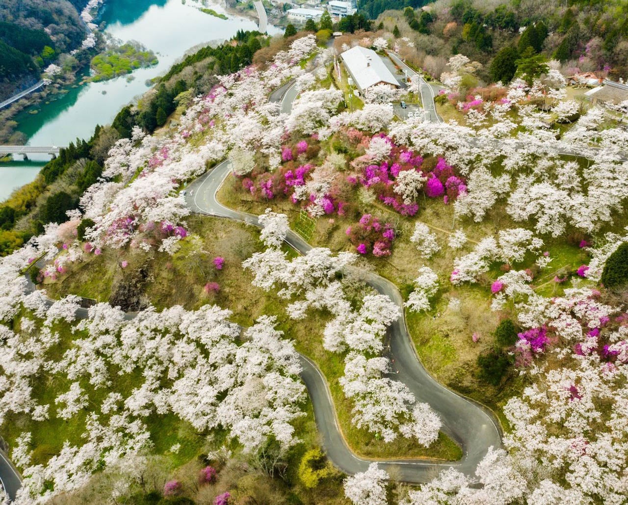 三休公園の桜 / 岡山県 -【JAPAN 47 GO】