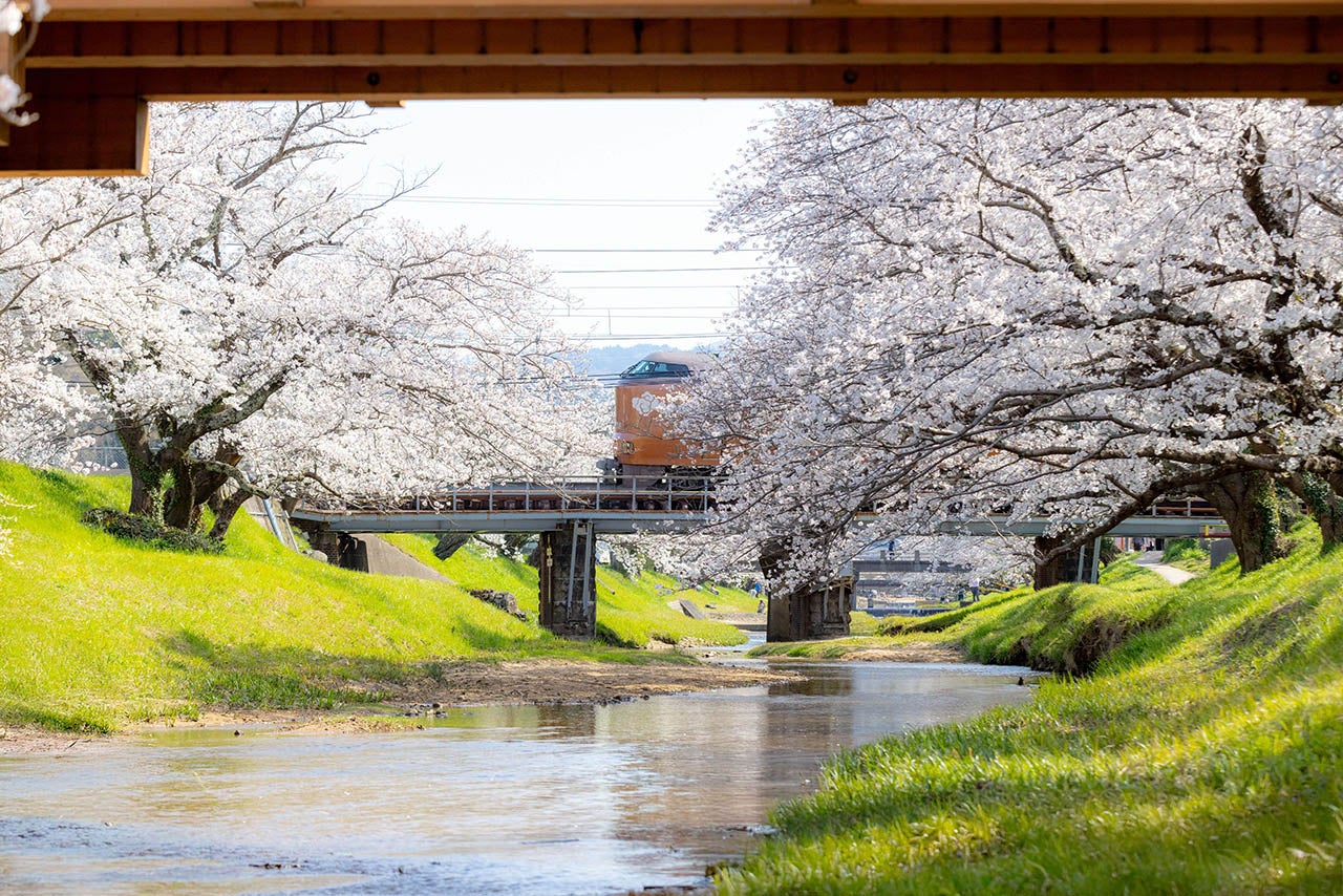 玉湯川桜並木 / 島根県 -【JAPAN 47 GO】