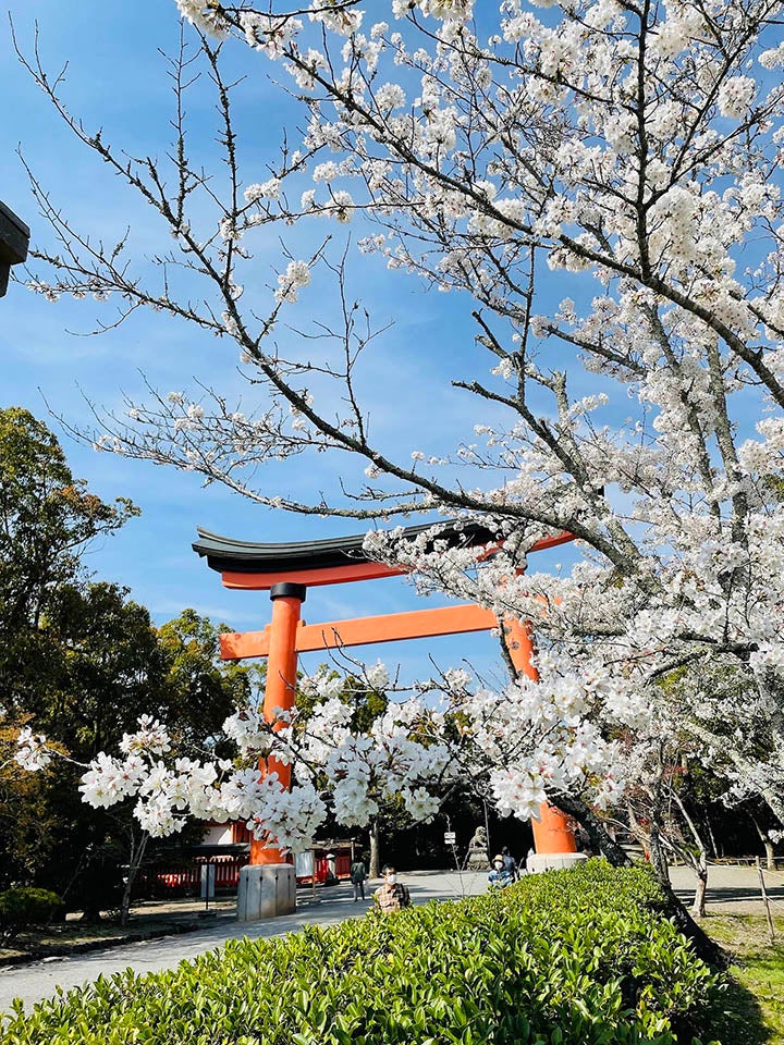 宇佐神宮の桜 / 大分県 -【JAPAN 47 GO】